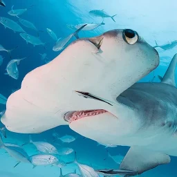The Hammerhead Shark icon